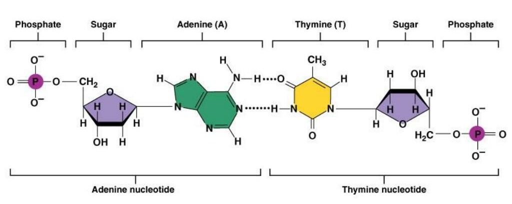 بوونی مۆلیکولی ATP لە پێکهاتەی مۆلیکولی DNA